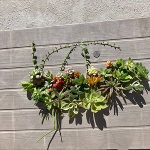 smashyhoward succulents